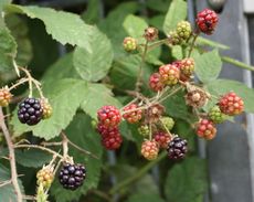 Brombeeren-037.jpg